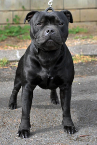 стаффордширский бультерьер